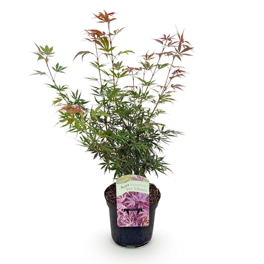 Japanischer Ahorn - Acer palmatum Jerre Swarts - Dunkelrot - 1 Pflanze - Laubabwerfend - Topf 19cm Höhe 70cm