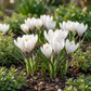 30x Crocus White - Weißer Krokus - Diverses - Verwilderungszwiebel - Zwiebelgröße 7/8