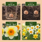 15x Narcissus large Cupped mix - Großkronige Narzisse Mischung - Gelb und Weiß - Frühlingsblüher - Zwiebelgröße 12/14