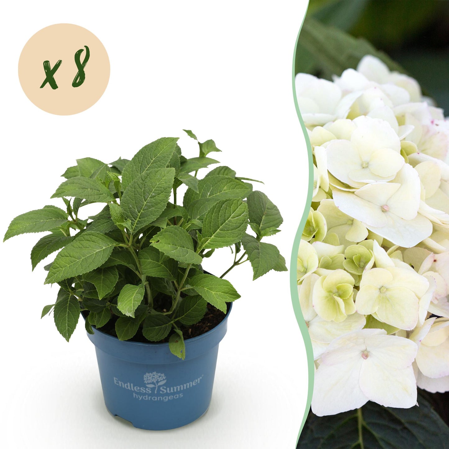 Hydrangea Endless Summer The Bride - Hortensie - Winterhart - Weiß - 8 Pflanzen - Topf 14cm - Höhe 20-25cm