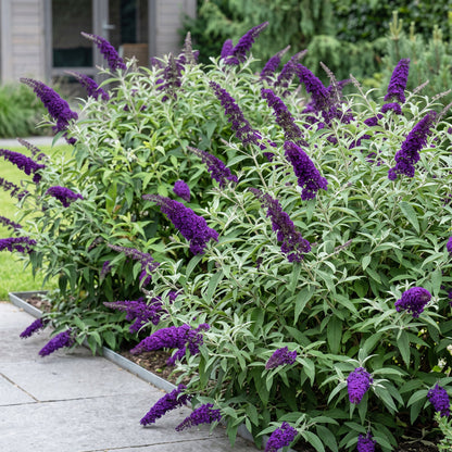Schmetterlingsstrauch- Buddleja davidii Empire Blue - Winterhart - Blau - 1 Pflanze - Topf 17cm - Höhe 45cm