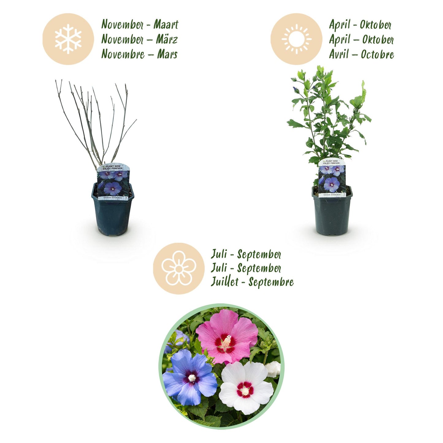 Hibiscus syriacus Tricolour - Blüte Rosa, Weiß und Blau - 3 Pflanzen - Laubabwerfend - Wenig Pflegeaufwand - Topf 17cm Höhe 45cm