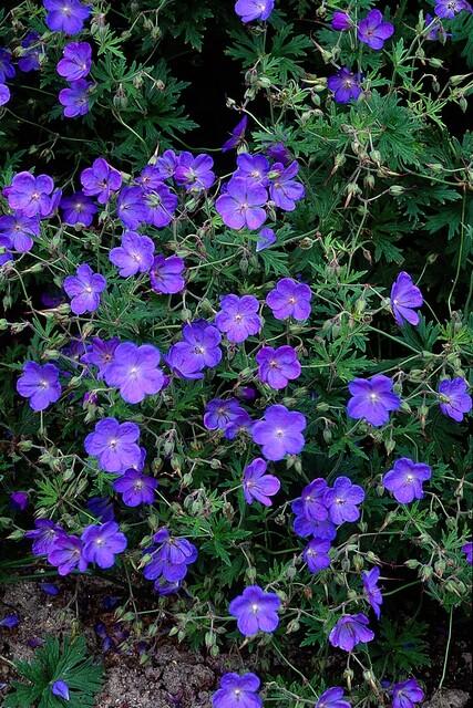 24x Geranium 'Johnson's Blue' - ↕10-25cm - Ø9cm
