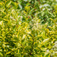 Heckenpflanzen - Ligustrum ovalifolium Aureum - Blätter gelb grün - 8 Pflanzen - 1 laufender Meter - immergrün - Topf 9cm Höhe 35-40cm
