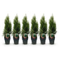 Heckenpflanzen - Thuja occidentalis Smaragd - Blatt grün - 6 Pflanzen - 1 laufender Meter - immergrün - Topf 17cm Höhe 60cm