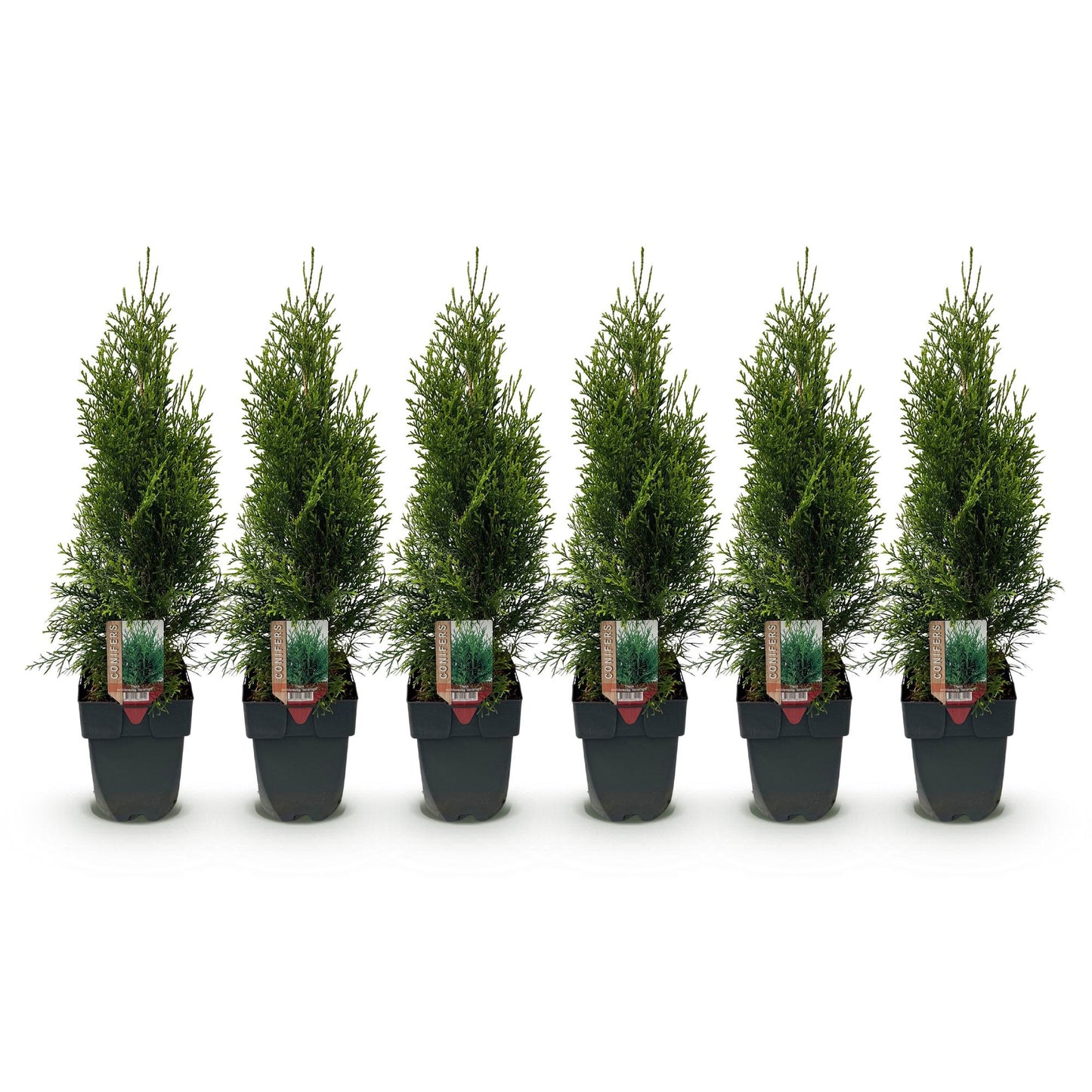 Heckenpflanzen - Thuja occidentalis Smaragd - Blatt grün - 6 Pflanzen - 1 laufender Meter - immergrün - Topf 17cm Höhe 60cm