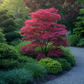 Japanischer Ahorn - Acer palmatum Atropurpureum - Lila - 1 Pflanze - Laubabwerfend - Topf 19cm Höhe 70cm