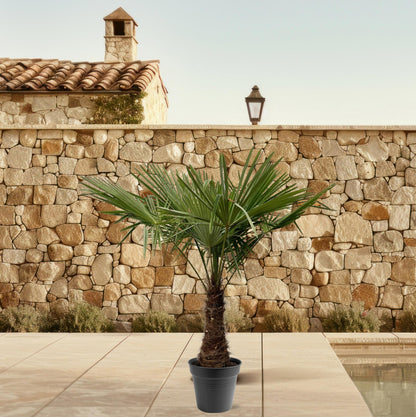 Trachycarpus Fortuneii - 220 - 240cm - Ø40-45