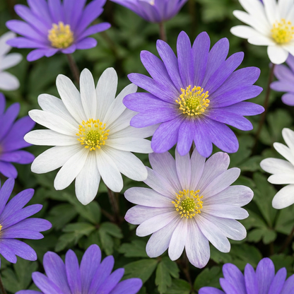 50x Anemone Blanda mix - Strahlenanemone mix - Diverses - Verwilderungszwiebel - Zwiebelgröße 4/5