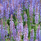 Salvia nemorosa 'Caradonna 48x - ↕10-25cm - Ø9cm