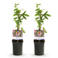 Passiflora Anastasia - Blume Rosa - Wenig Pflege - 2 Pflanzen - Topf 11cm Höhe 40cm