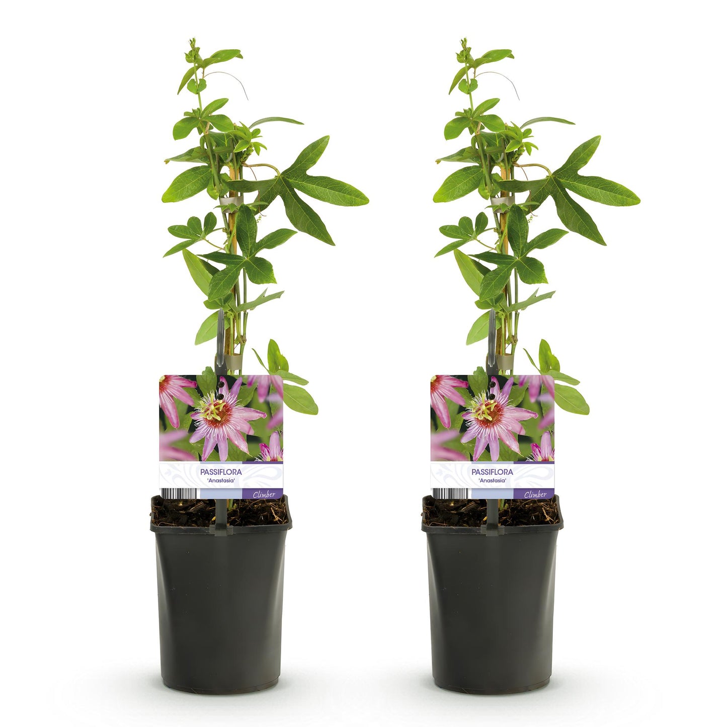 Passiflora Anastasia - Blume Rosa - Wenig Pflege - 2 Pflanzen - Topf 11cm Höhe 40cm