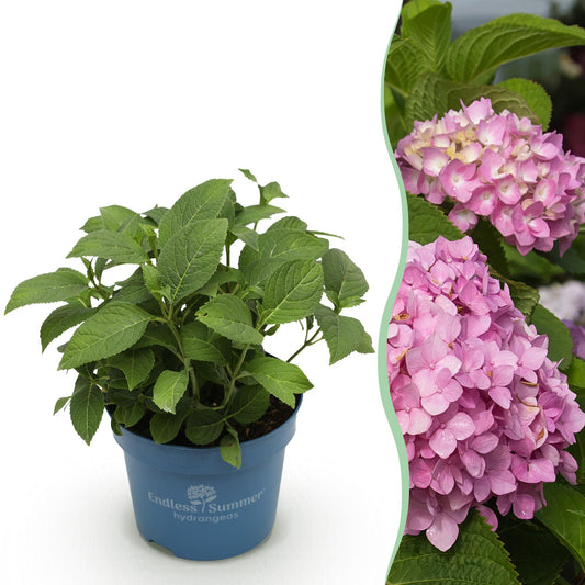 Hydrangea Endles Summer The Original Pink - Hortensie - Winterhart - Rosa - 1 Pflanze - Topf 14cm - Höhe 20-25cm
