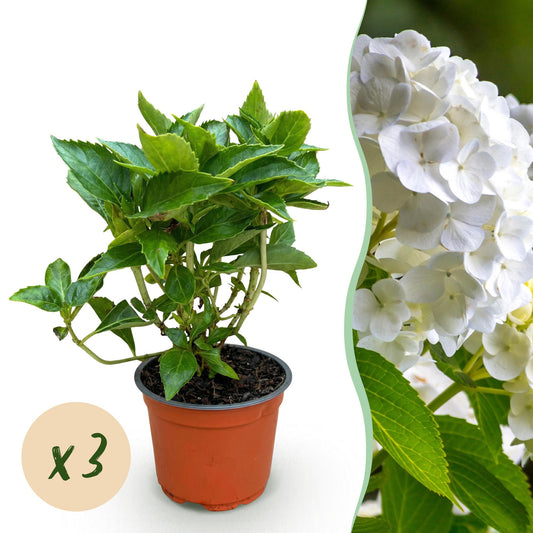 Hydrangea macrophylla Weiß - Hortensie - Winterhart - Weiß - 3 Pflanzen - Topf 12cm - Höhe 20-30cm