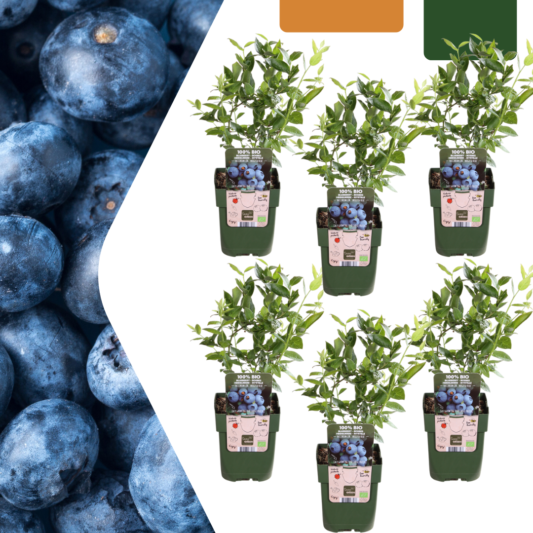 6 x Heidelbeerpflanzen BIO – Ø 13 cm – ↨ 20 cm