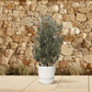 Olea Europaea struik - 250cm- Ø55