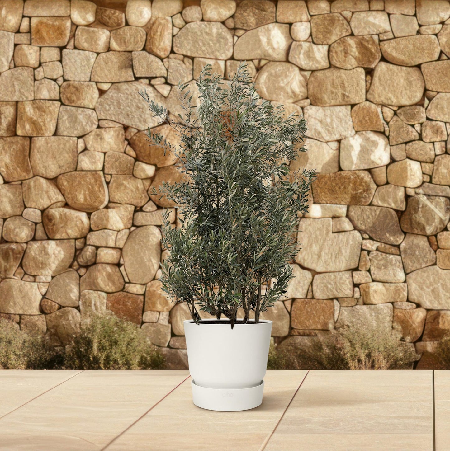 Olea Europaea struik - 250cm- Ø55