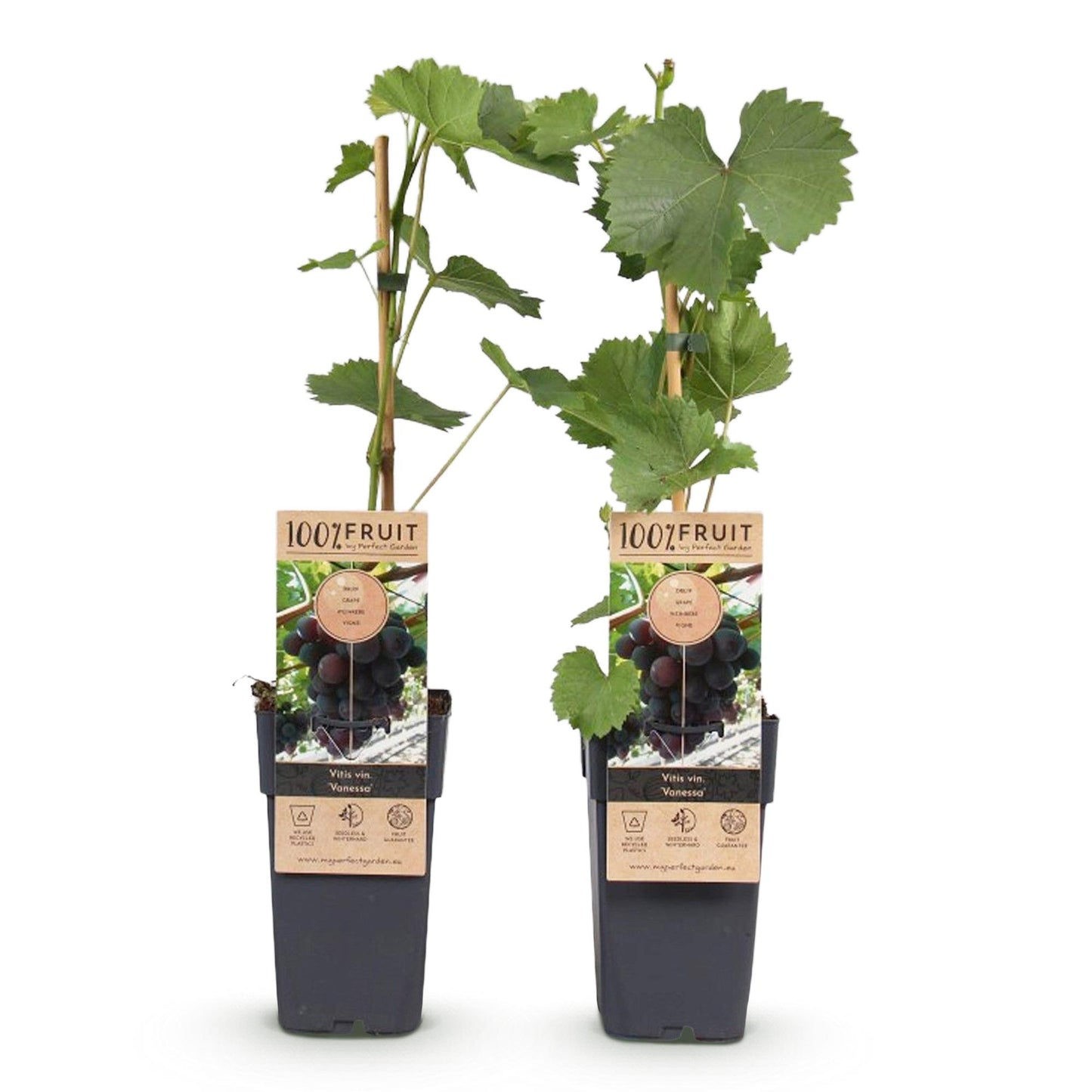 Obstpflanze - Vitis vinifera Vanessa - Weintraubenpflanze - Tafeltraube - Blaue Traube - 2 Pflanzen - Topf 15cm - Höhe 50cm