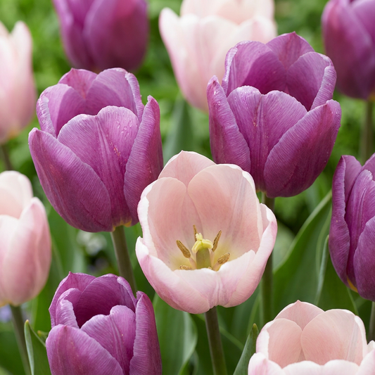 12x Tulipa Macron mix - Tulpe Macron Mischung - Frühlingsblüher