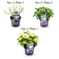 Hortensie - Hydrangea Forever & Ever - Weiß - 7-12 Blumen - 2 Pflanzen - Topf 23cm Höhe 55cm