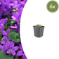 Campanula portenschlagiana - ↕10-25cm - Ø9cm, 6x