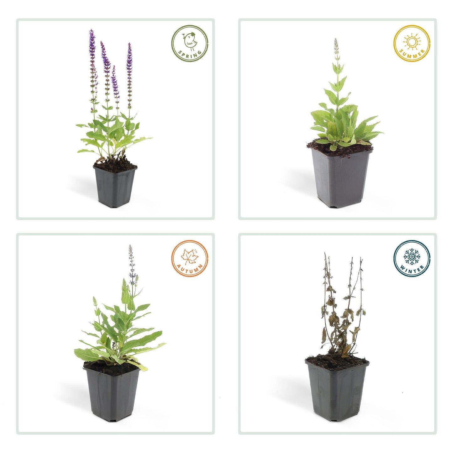 Steppen Salbei - 48x Salvia nem. 'Ostfriesland' - ↕10-25cm - Ø9cm