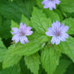 48x Geranium nodosum - ↕10-25cm - Ø9cm
