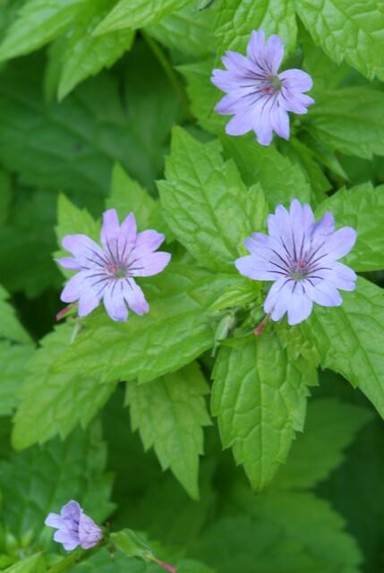 48x Geranium nodosum - ↕10-25cm - Ø9cm