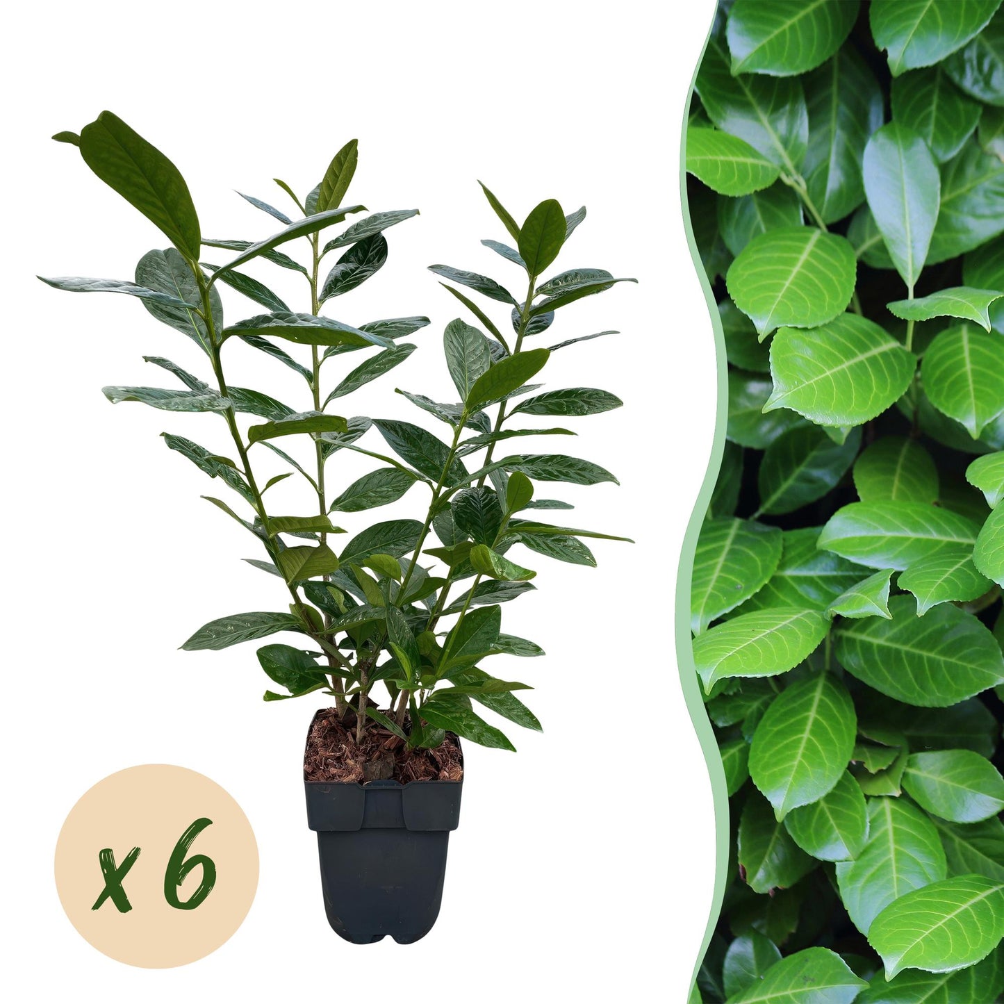Heckenpflanzen - Prunus laurocerasus Novita - Blatt grün - 6 Pflanzen - 1 laufender Meter - immergrün - Topf 17cm Höhe 50cm