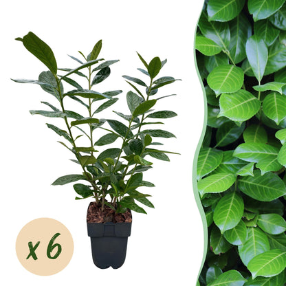 Heckenpflanzen - Prunus laurocerasus Novita - Blatt grün - 6 Pflanzen - 1 laufender Meter - immergrün - Topf 17cm Höhe 50cm