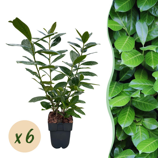 Heckenpflanzen - Prunus laurocerasus Novita - Blatt grün - 6 Pflanzen - 1 laufender Meter - immergrün - Topf 17cm Höhe 50cm