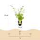 Japanischer Ahorn - Acer palmatum Summergold - Gelb - 2 Pflanzen - Laubabwerfend - Topf 19cm Höhe 70cm