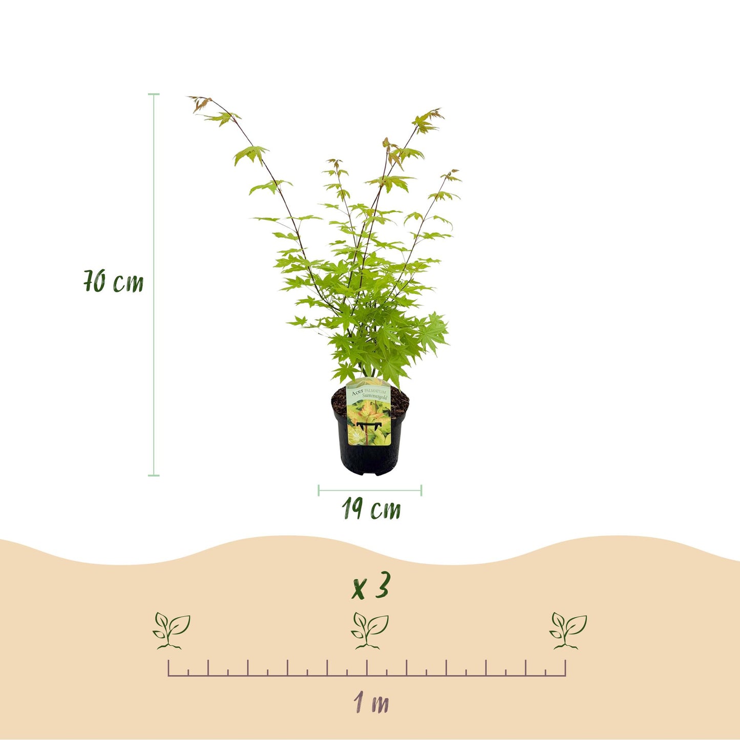 Japanischer Ahorn - Acer palmatum Summergold - Gelb - 2 Pflanzen - Laubabwerfend - Topf 19cm Höhe 70cm