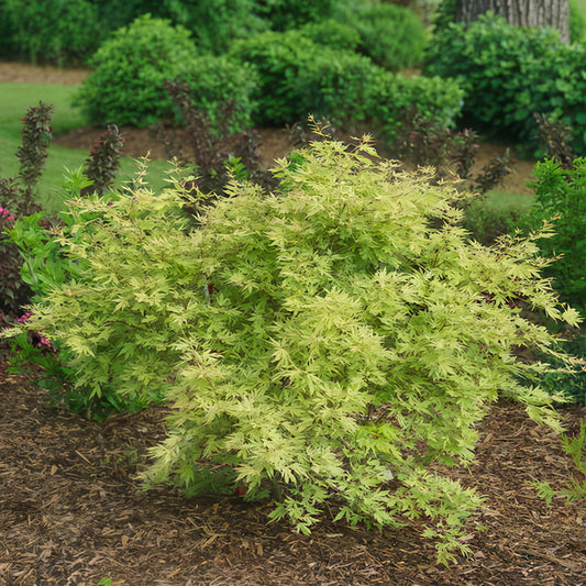 Japanischer Ahorn - Acer palmatum Methamorphosa - Grün - 1 Pflanze - Laubabwerfend - Topf 19cm Höhe 70cm