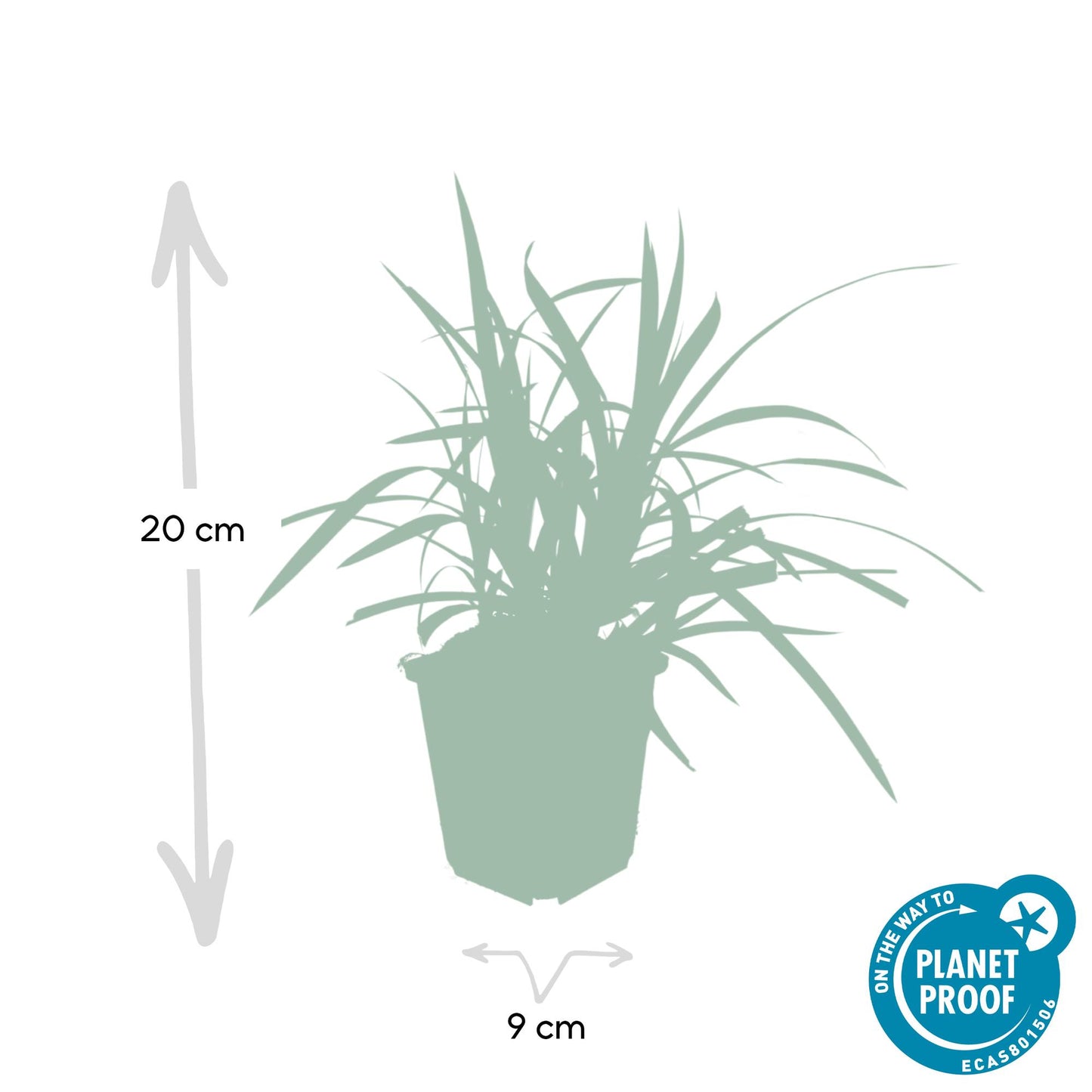 48x Carex morrowii 'Irish Green' - ↕10-25cm - Ø9cm