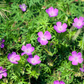 48x Geranium sanguineum - ↕10-25cm - Ø9cm