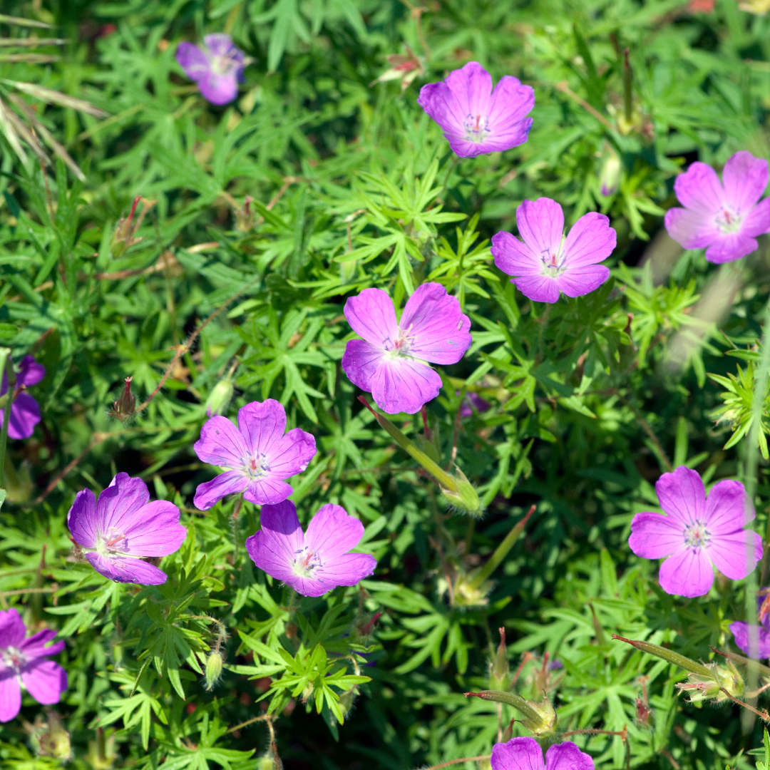 48x Geranium sanguineum - ↕10-25cm - Ø9cm