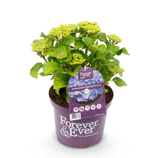 Balkonpflanze - Hortensie - Hydrangea Forever & Ever - Blau - 7-12 Blumen - Topf 23cm Höhe 55cm