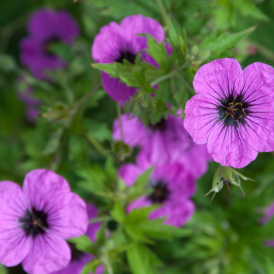 24x Geranium macr. 'Bevan's Variety' - ↕10-25cm - Ø9cm