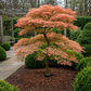 Japanischer Ahorn - Acer palmatum Iyoshi - Rosa - 2 Pflanzen - Laubabwerfend - Topf 19cm Höhe 70cm
