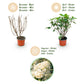 Hydrangea panniculata Limelight - Schneeballhortensie - Winterhart - Limettengrün - 3 Pflanzen - Topf 12cm - Höhe 20-30cm