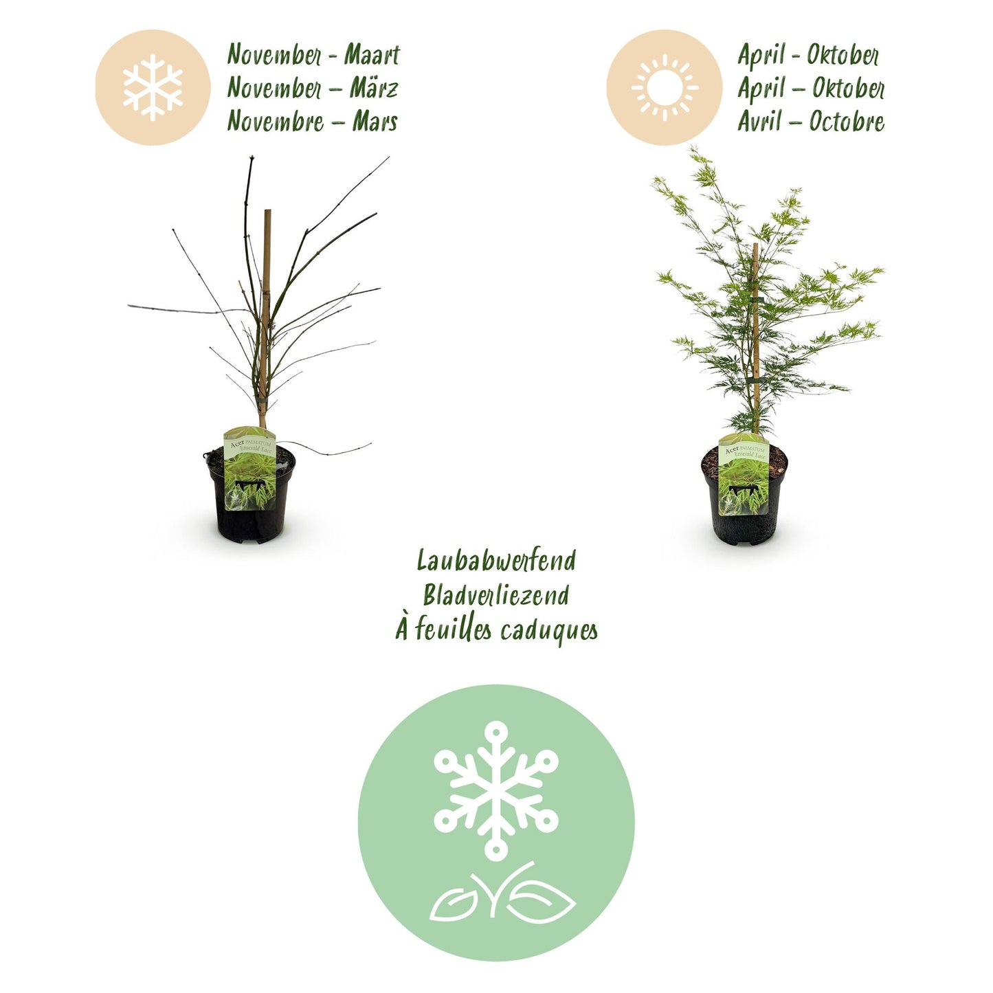 Japanischer Ahorn - Acer palmatum Emerald Lace - Grün - 1 Pflanze - Laubabwerfend - Topf 19cm Höhe 70cm
