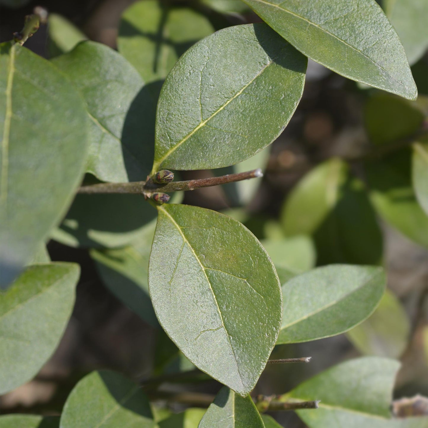 Heckenpflanzen - Ligustrum ovalifolium - Blatt grün - 8 Pflanzen - 1 laufender Meter - immergrün - Topf 9cm Höhe 35-40cm