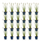 Gras - Pennisetum alop. Hameln - Lampenputzergras - Mit Plume - Grün - 24 Pflanzen - Topf 11cm - Höhe 15-25cm
