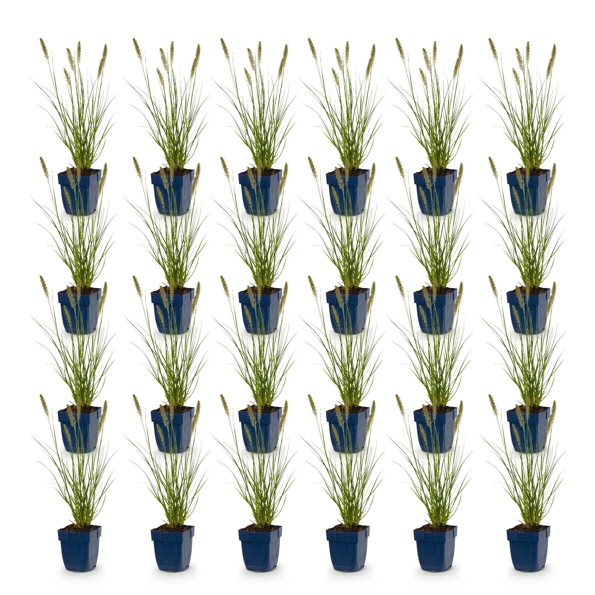 Gras - Pennisetum alop. Hameln - Lampenputzergras - Mit Plume - Grün - 24 Pflanzen - Topf 11cm - Höhe 15-25cm