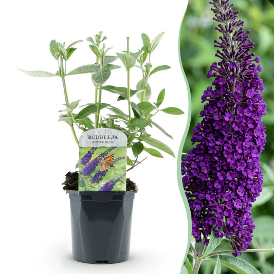 Schmetterlingsstrauch - Buddleja davidii Empire Blue - Hardy - Blue - 3 Plants - Pot 17cm - Height 45cm
