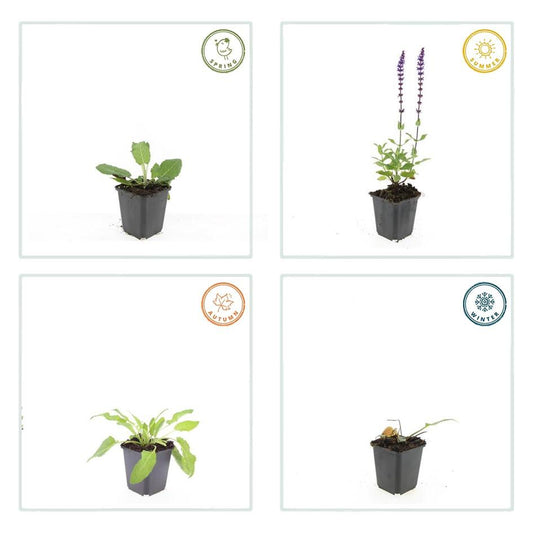 Steppen Salbei - 60x Salvia nem. 'Mainacht' - ↕10-25cm - Ø9cm