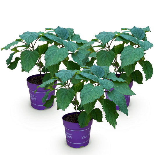 Hydrangea arborescens FlowerWOW - Hortensie - Winterhart - Weiß - 3 Pflanzen - Topf 14cm - Höhe 20-30cm