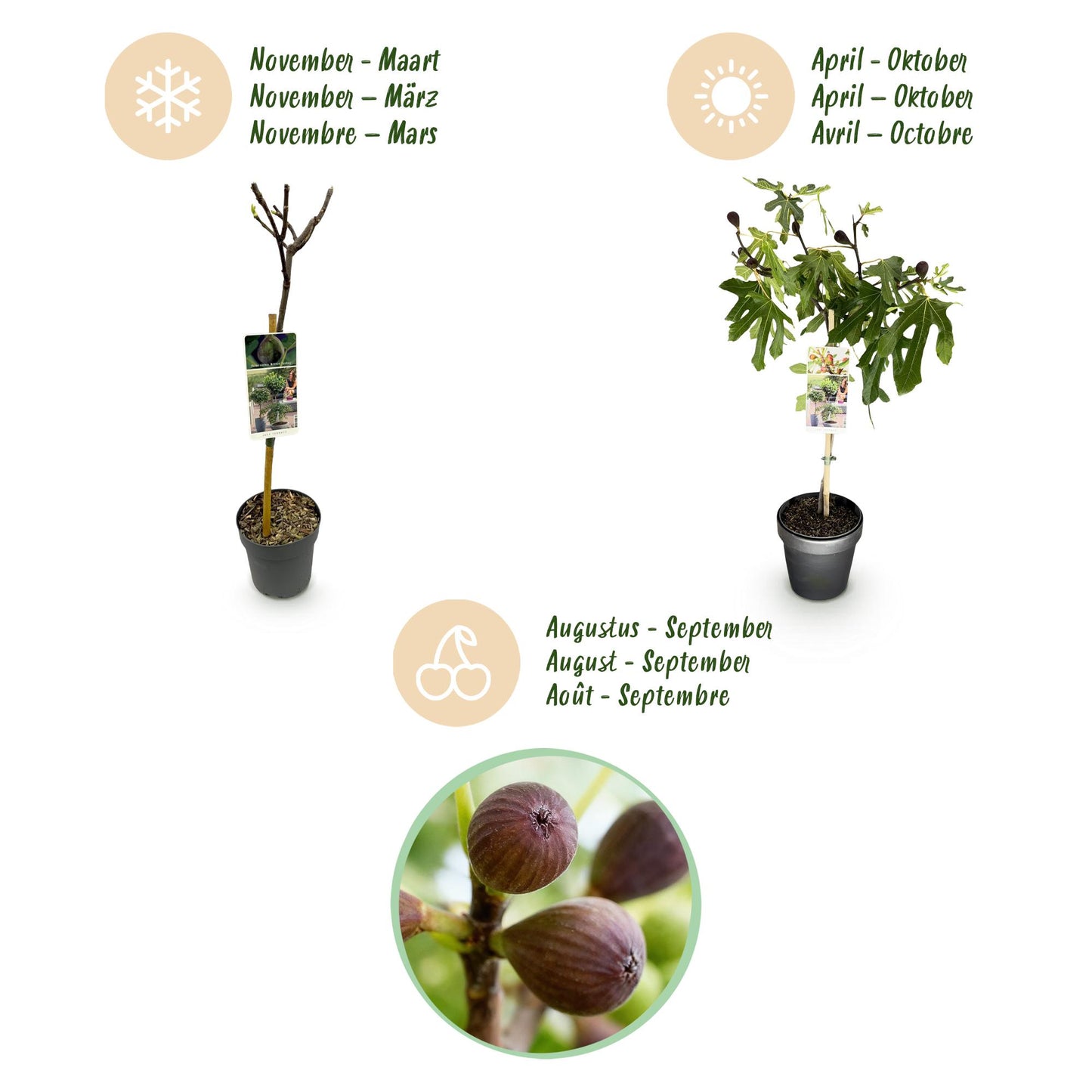Ficus carica Little Miss Figgy - Terrassen Pflanze - Stamm Pflanze -  Laubabwerfend - Winterhart - Grüne Frucht - Topf 19cm Höhe 90cm