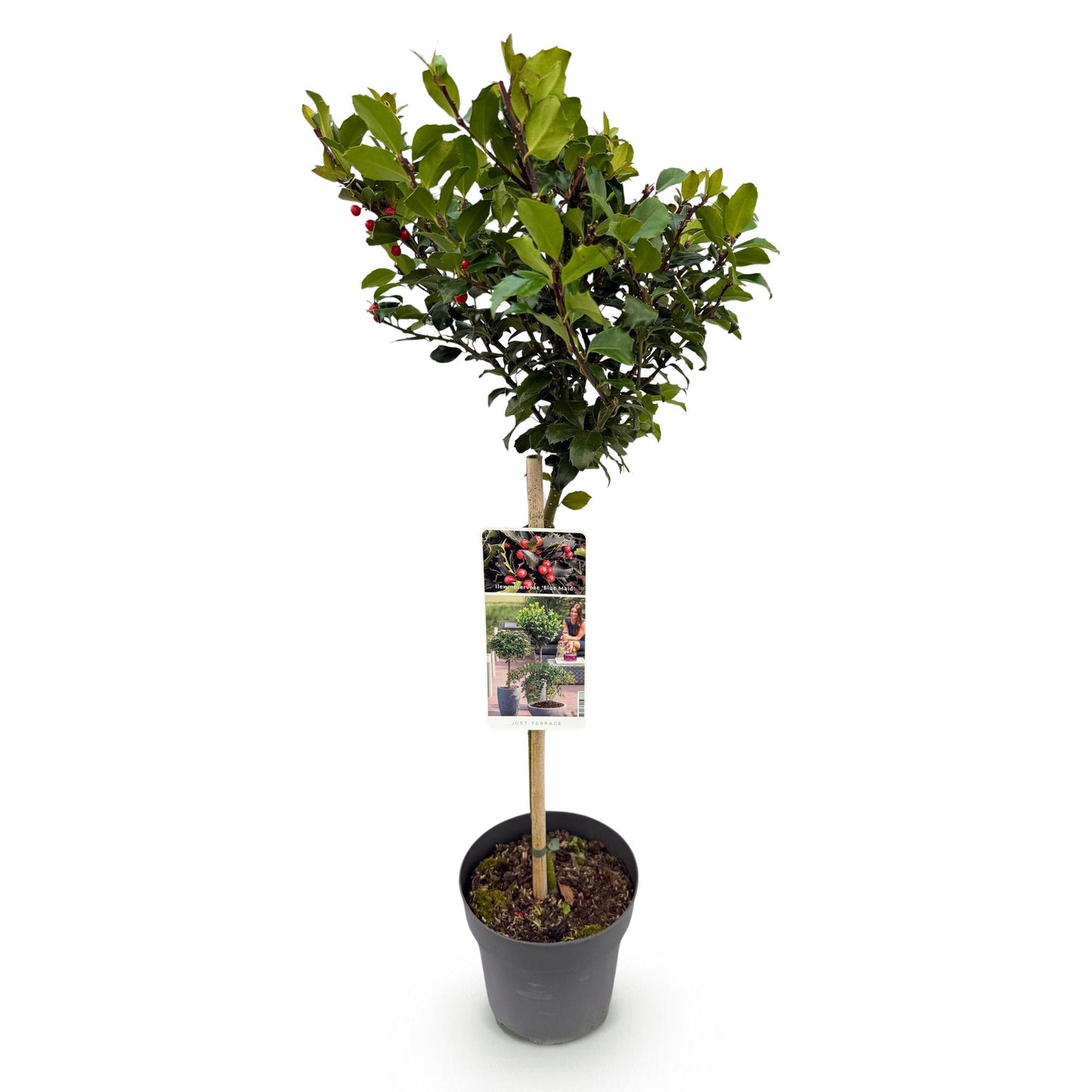 Ilex meserveae Blue Maid - Stamm-Pflanze  -  Terrassenpflanze - Immergrün - Winterhart - Rote Beeren - Topf 19cm Höhe 90cm